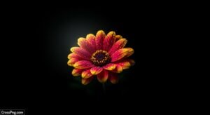 Flower black background wallpaper image 4