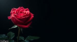 Flower black background wallpaper image 5