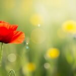 Flower blur background image 3