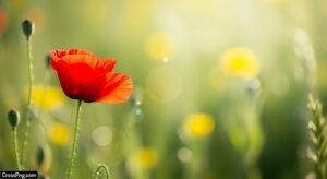 Flower blur background image 3