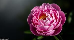 Flower dark background image
