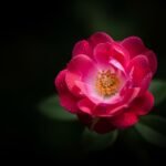 Flower dark background image