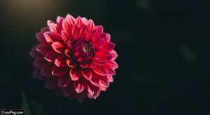 Flower dark background image 3
