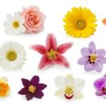 Flower images white background image