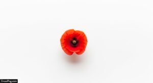 Flower images with white background image