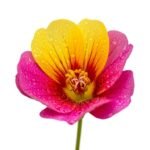 Flower no background image 3
