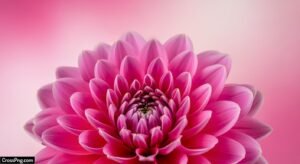 Flower pink background image 2