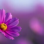 Flower purple background image 3