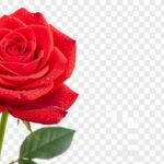Flower transparent background image 2
