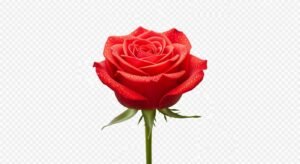 Flower transparent background image 3
