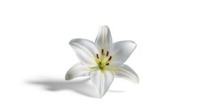 Flower white background image 3