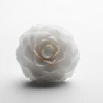 Flower white background image 4