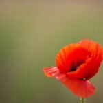 Foreground vs background image