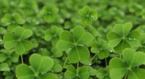 Four leaf clover background image 2