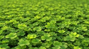Four leaf clover background image 4