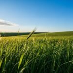 Grass blue sky background jpg image 2