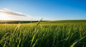 Grass blue sky background jpg image 2