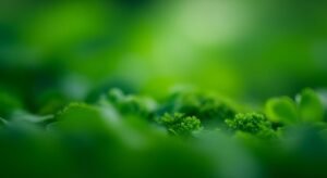 Green background aesthetic image 2