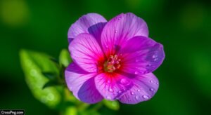 Green background flower image 3