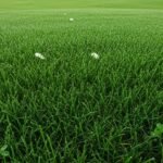Green grass background decoration image