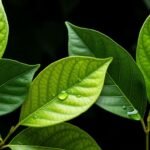 Green leaves on black background image 2