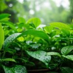 Greenery background hd image
