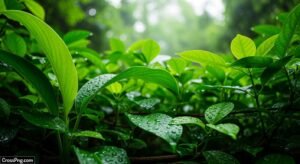 Greenery background hd image