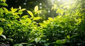 Greenery background hd image 2