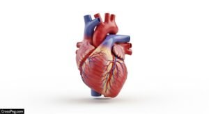 Heart white background image 2