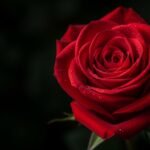 High quality red rose with black background hd image 2