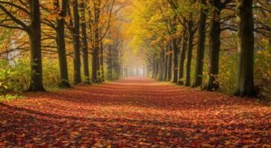 Iphone background fall image 4