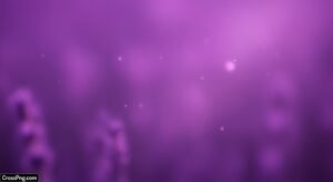 Lavender background image 3