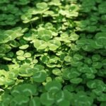 Leaf clover background image 2
