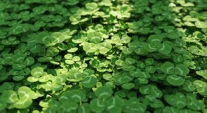 Leaf clover background image 2