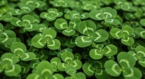 Leaf clover background image 3