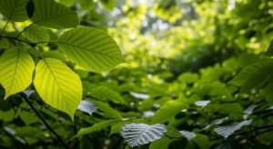 Leaves background image 2
