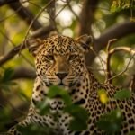 Leopard background image 4