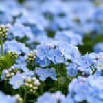 Light blue flower background image