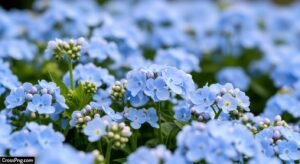 Light blue flower background image