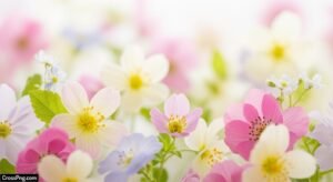 Light flower background image