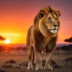 Lion background images image