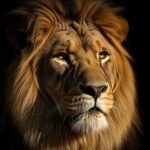 Lion black background image