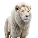 Lion white background image 3