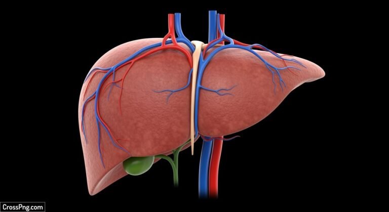 Liver background image 2