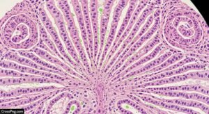 Liver background image