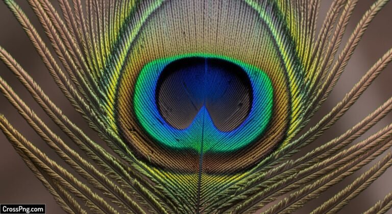 Mayilpeeli background image 2