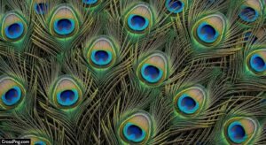 Mor pankh background image 2