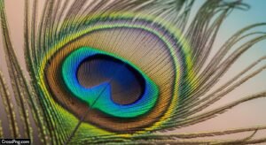 Mor pankh background image 3