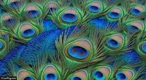 Mor pankh background image