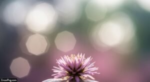 Natural bokeh background image 7